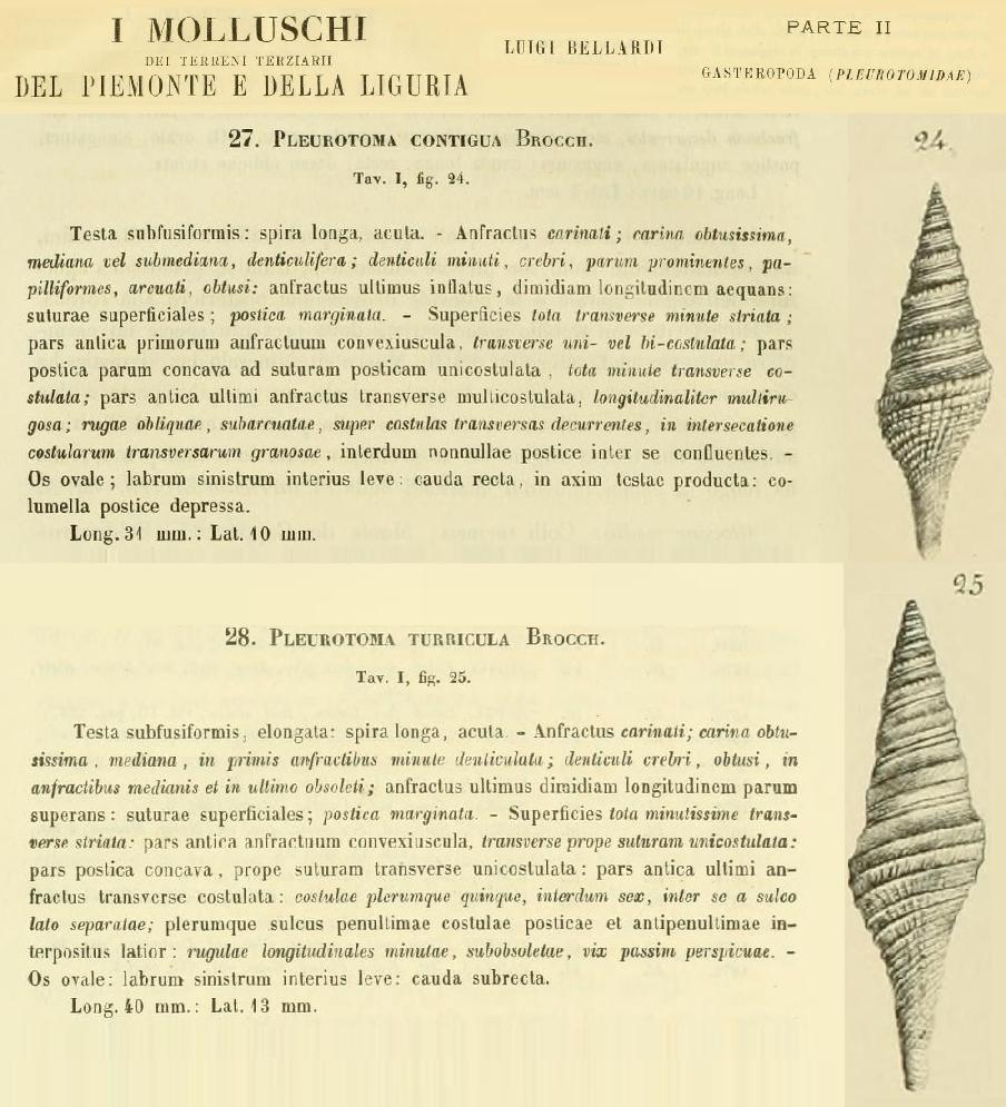 Gemmula contigua (Brocchi, 1814) Pliocene - Castelfiorentino